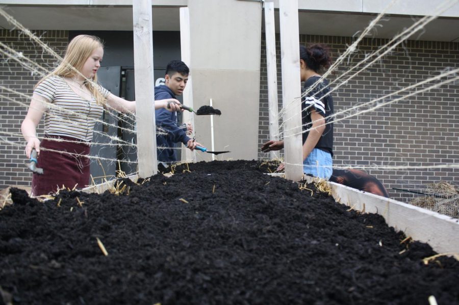 Sophomores Zigi Kaiser-Holt and Emmanuel Najera Vilchis add dirt to a garden box during the South Garden Party. Overall, Science teacher Susan Peterson stated that one of the most important ways to contribute to food justice is “that people are educated around the impact of eating healthy foods and where there food comes from,” so that we as a society can shift towards an initiative for accessible, organic food for everybody. 
