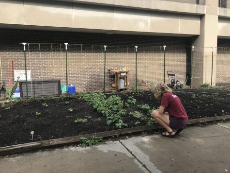 AP Environmental Science student Ingrid Noren harvests radishes from the South garden. South’s Environmental Science teacher Susan Peterson advocates for outdoor learning, saying that “working in the soil can support both our physical and mental health.” 