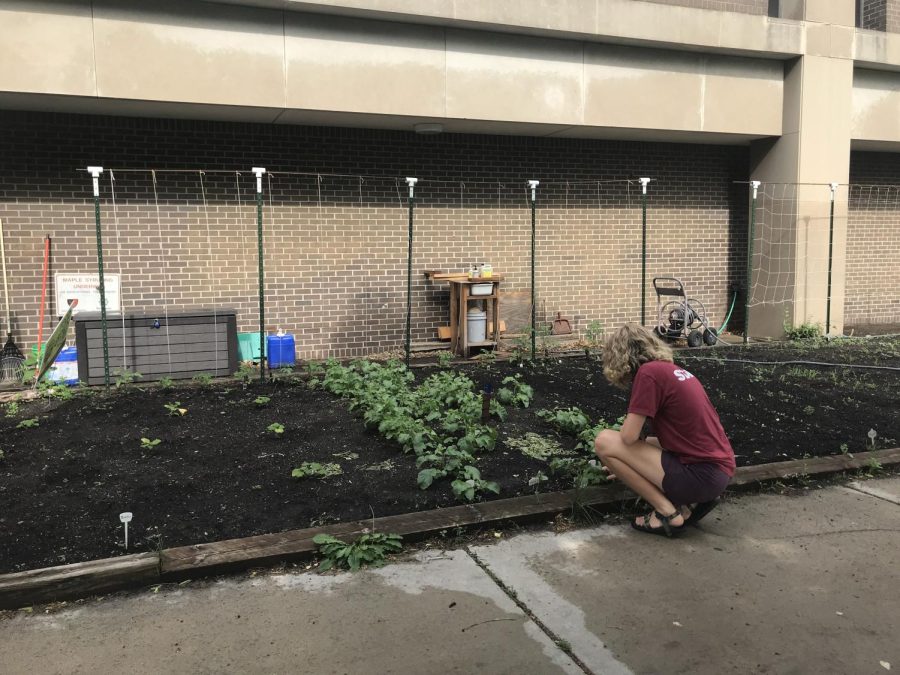 AP Environmental Science student Ingrid Noren harvests radishes from the South garden. South’s Environmental Science teacher Susan Peterson advocates for outdoor learning, saying that “working in the soil can support both our physical and mental health.” 